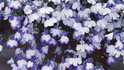 🌸 향긋한 우리 집 정원! 화초 고르고 심는 꿀팁 대방출 (특가정보!) 🏡